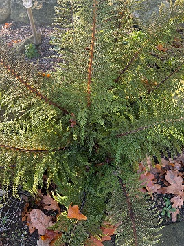 Polystichum setiferum divisilobum